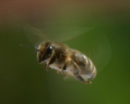 A Honey Bee in flight